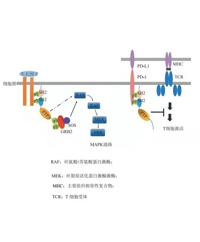 合乐HL8助力凌达生物SHP2变构抑制剂RG001片获批临床.jpg